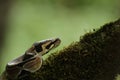 The ball python Python regius, also called the royal python, on the old branche in green forest Royalty Free Stock Photo