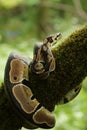 The ball python Python regius, also called the royal python, on the old branche in green forest Royalty Free Stock Photo
