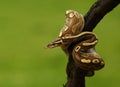 The ball python Python regius, also called the royal python, on the old branche in green forest Royalty Free Stock Photo