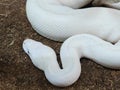 The ball python (Python regius), also called the royal python white non-venomous constrictor snake Royalty Free Stock Photo