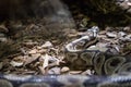 The ball python, Python regius, also known as the royal python Royalty Free Stock Photo