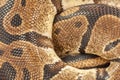 Ball Python Texture Royalty Free Stock Photo