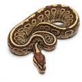 Ball python (Python regius) coiled on a white background, showcasing its intricate Royalty Free Stock Photo