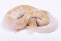 Ball python,Python regius Royalty Free Stock Photo