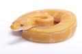 Ball python,Python regius Royalty Free Stock Photo