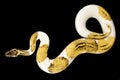 Ball Python python regius piebald Royalty Free Stock Photo