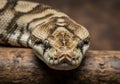 A ball python (Python regius) is resting on a branch. Its scales Royalty Free Stock Photo