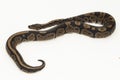 ball python, Python regius snake isolated on white background Royalty Free Stock Photo