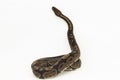 ball python, Python regius snake isolated on white background Royalty Free Stock Photo