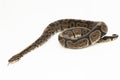 ball python, Python regius snake isolated on white background Royalty Free Stock Photo