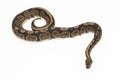 ball python, Python regius snake isolated on white background Royalty Free Stock Photo
