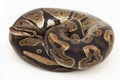 ball python, Python regius snake isolated on white background Royalty Free Stock Photo