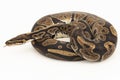 ball python, Python regius snake isolated on white background Royalty Free Stock Photo