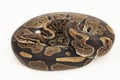 ball python, Python regius snake isolated on white background Royalty Free Stock Photo