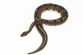 ball python, Python regius snake isolated on white background Royalty Free Stock Photo