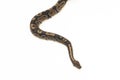ball python, Python regius snake isolated on white background Royalty Free Stock Photo