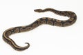 ball python, Python regius snake isolated on white background Royalty Free Stock Photo