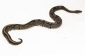 ball python, Python regius snake isolated on white background Royalty Free Stock Photo