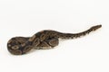 ball python, Python regius snake isolated on white background Royalty Free Stock Photo