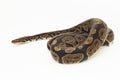 ball python, Python regius snake isolated on white background Royalty Free Stock Photo