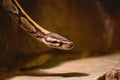 Ball python (Python regius) also called the royal python. Royalty Free Stock Photo