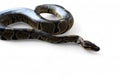 The Ball Python (Python regius) also called the Royal Python Royalty Free Stock Photo