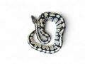 The Ball Python (Python regius) also called the Royal Python Royalty Free Stock Photo