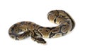 ball python snake