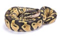 Ball python,Python regius Royalty Free Stock Photo