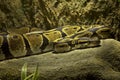 The Ball python, royal python Python regius