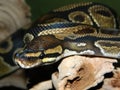 Ball Python, Royal Python, Python regius, up close and resting on a branch with a friendly look Royalty Free Stock Photo