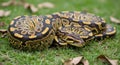 Ball Python Snake Coiled on Green Grass with Fallen Leaves reptile animal Royalty Free Stock Photo