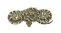 Ball python snake coiled up with green and brown scales on white background illustration Royalty Free Stock Photo