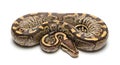 Ball python snake coiled on a white background, detailed scales and pattern, close-up Royalty Free Stock Photo