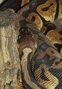 Ball python snake Royalty Free Stock Photo
