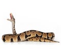 Ball Python snake on white background Royalty Free Stock Photo