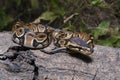 ball python snake Python regius on the wild Royalty Free Stock Photo