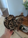 Ball python snake reptile constrictor Royalty Free Stock Photo