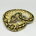 Ball Python Snake, Royal Python, Python regius Royalty Free Stock Photo