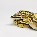 Ball Python Snake, Royal Python, Python regius Royalty Free Stock Photo