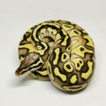 Ball Python Snake, Royal Python, Python regius Royalty Free Stock Photo