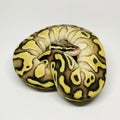 Ball Python Snake, Royal Python, Python regius Royalty Free Stock Photo