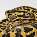Ball Python Snake, Royal Python, Python regius Royalty Free Stock Photo