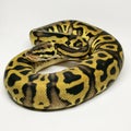 Ball Python Snake, Royal Python, Python regius Royalty Free Stock Photo