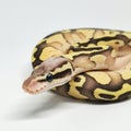Ball Python Snake, Royal Python, Python regius Royalty Free Stock Photo