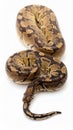 Ball Python Snake on White Background Reptile Close Up Isolated View Royalty Free Stock Photo