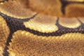 Ball Python Snakeskin Royalty Free Stock Photo