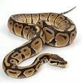 ball python in Transparent Background Closeup of a Boa Constrictor Showing Detailed Scales and Pattern Royalty Free Stock Photo