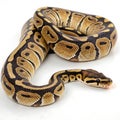 ball python in Transparent Background Closeup of a Boa Constrictor Showing Detailed Scales and Pattern Royalty Free Stock Photo