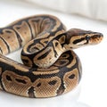 ball python in Transparent Background Closeup of a Boa Constrictor Showing Detailed Scales and Pattern Royalty Free Stock Photo